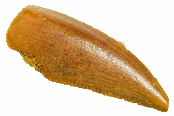Serrated Raptor Tooth - Real Dinosaur Tooth #364846